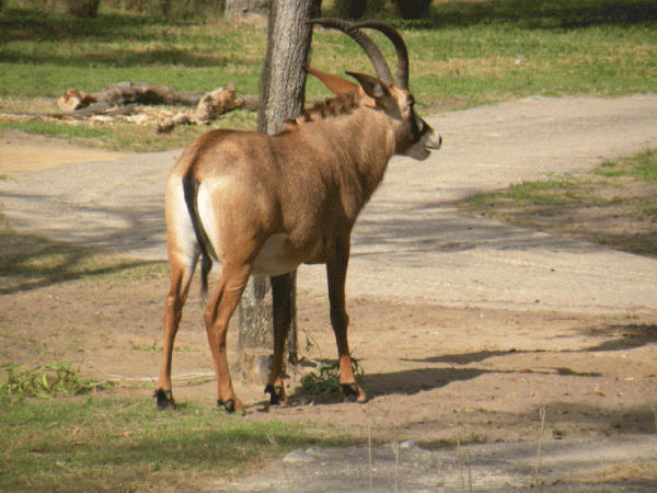 African animal on veldt behind Jambo House Disney Resort