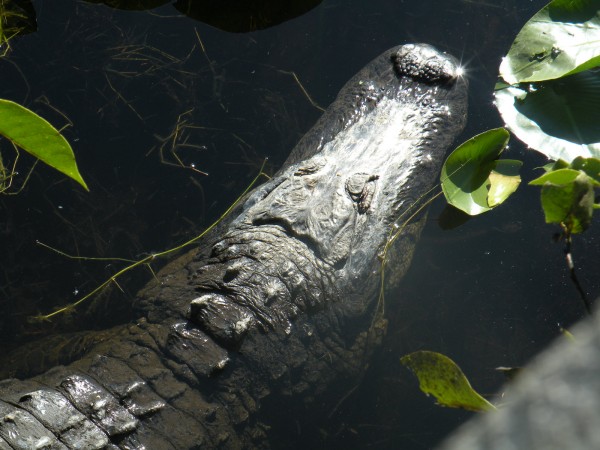 Alligator in water - fishing near Orlando