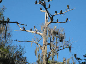 Mount Dora canal cruise birds in trees